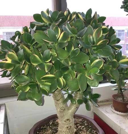 室内养殖的花