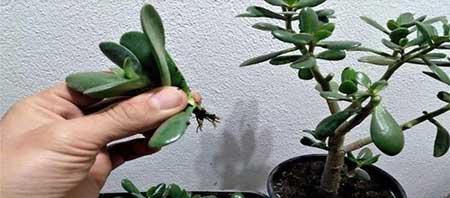 室内养殖的花