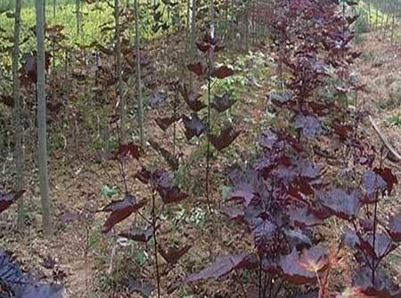 国王绿植养殖方法