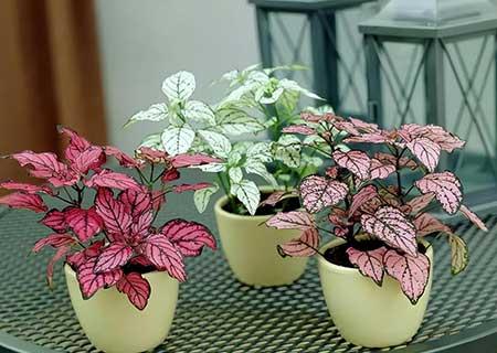 办公室绿植养护收费标准