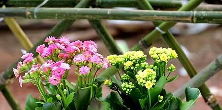 办公室绿植养护收费标准