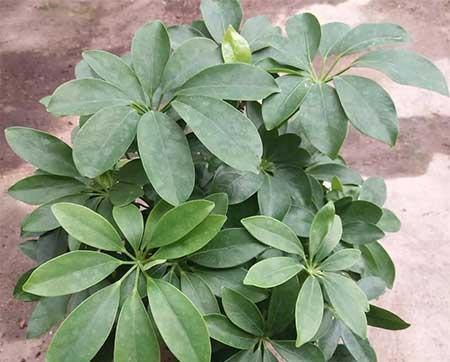 最好养的盆栽花