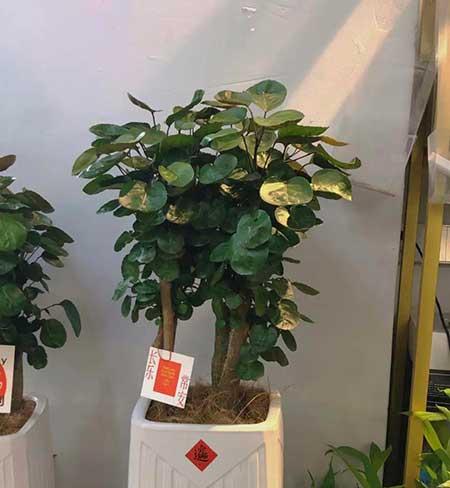 招财养什么花