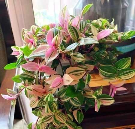 油画植物怎么养