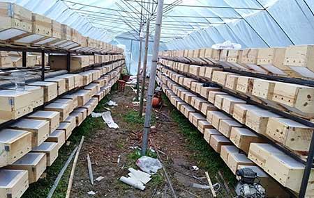 养蜜蜂种什么花