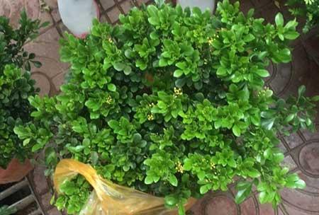 养绿植怎么才能叶子绿油油的