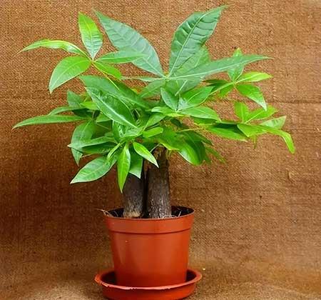 适合小盆养的花