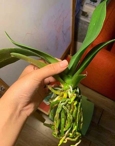 适合小盆养的花