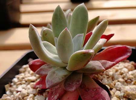 小仙女绿植的养护方法