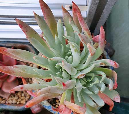 小仙女绿植的养护方法
