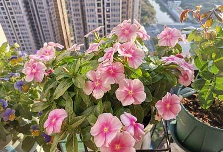夏天室内养什么花