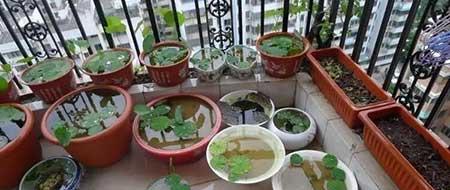 夏天室内养什么花