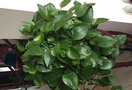 卧室养什么绿植比较好