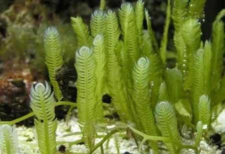 水培植物养什么鱼好