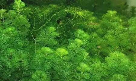 水培植物养什么鱼好
