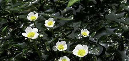 水培植物养什么鱼好