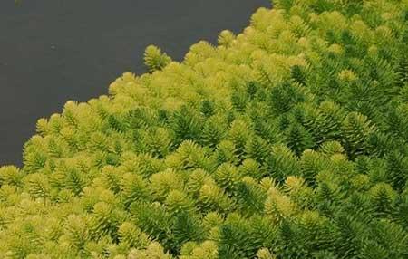 水培植物养什么鱼好
