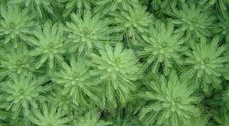 水培植物养什么鱼好