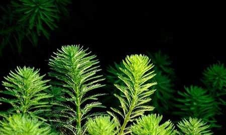 水培植物养什么鱼好
