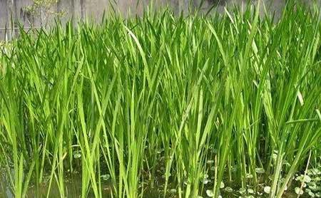 水培植物养什么鱼好