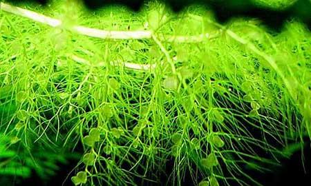 水培植物养什么鱼好