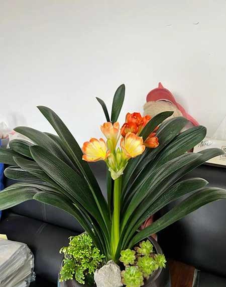 室内养什么花草
