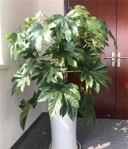 室内适合养什么大型绿植