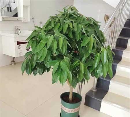 室内适合养什么大型绿植