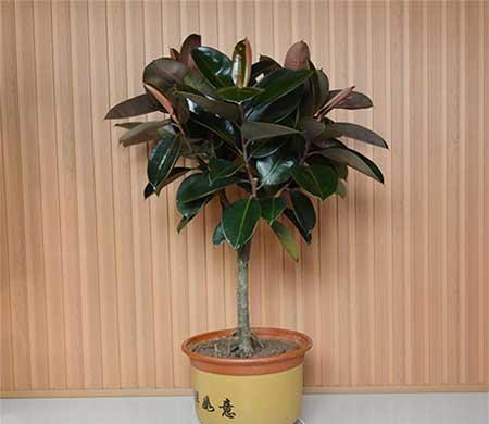 室内适合养什么大型绿植