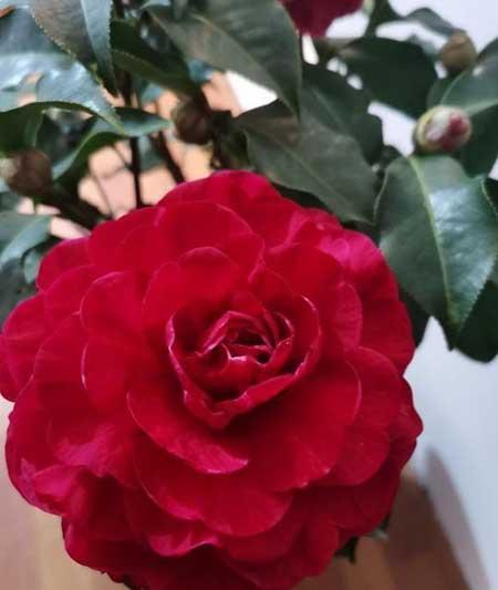 适合在北方室内养的绿植