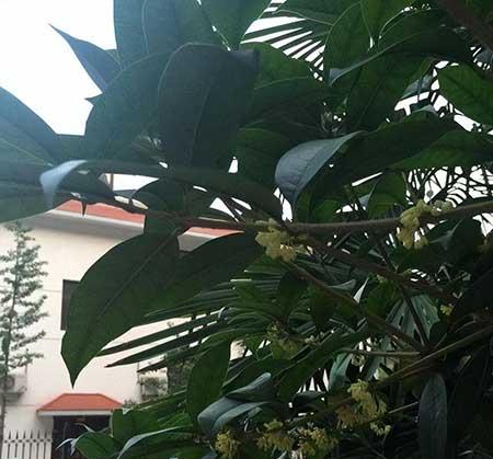 适合院里养的花
