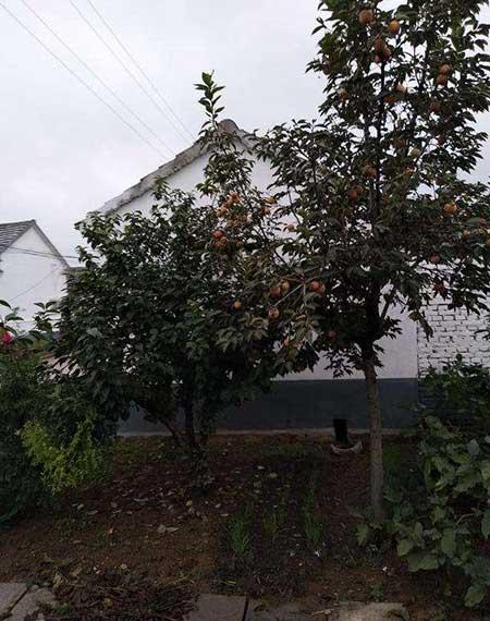 适合院里养的花