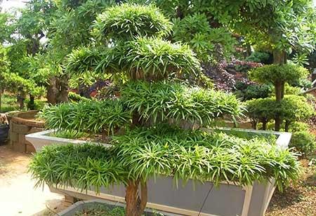 适合院里养的花