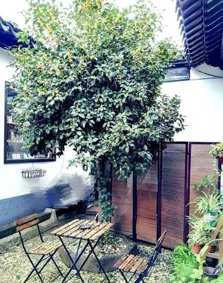 适合院里养的花