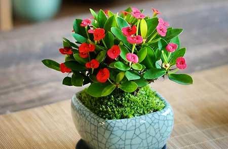 适合小孩养的花