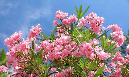 适合小孩养的花