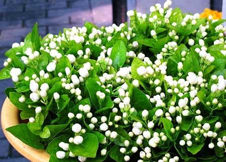 适合卧室阳台养的花