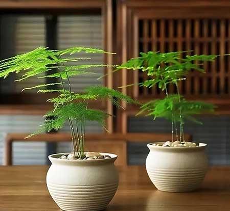 适合露天养的花
