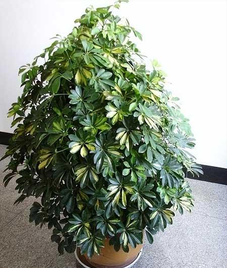 适合露天养的花