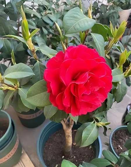 适合露天养的花