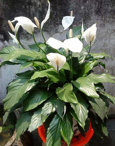 适合客厅养的花卉