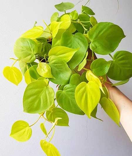 适合家庭室内养的绿植