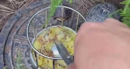 适合黄缘龟里养的绿植