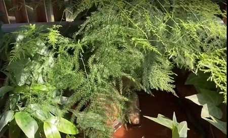 适合黄缘龟里养的绿植