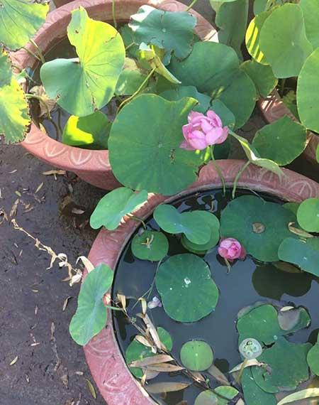 适合广东养的花卉