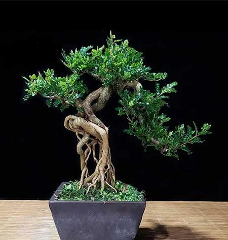 适合厨房养的花有哪些