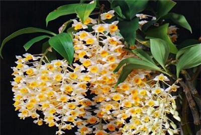 石斛绿植怎么养