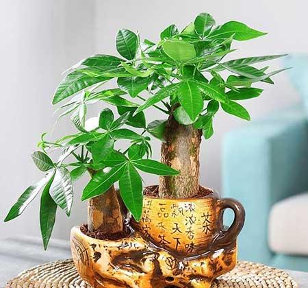 什么样的绿植最好养