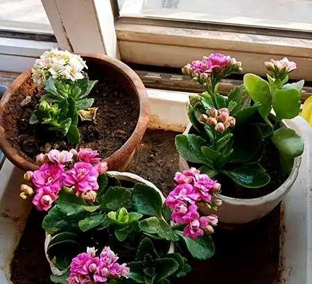 容易养的花卉
