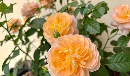 容易养的花卉